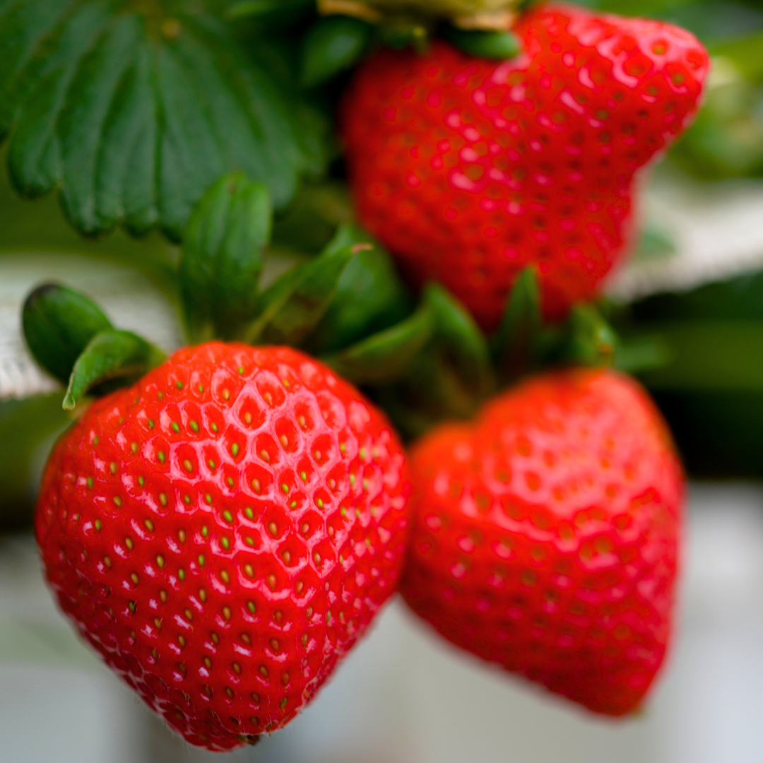 Graines de Fraises